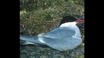 Skelligs Wildlife- Top 15 Amazing Birds on Skellig Islands