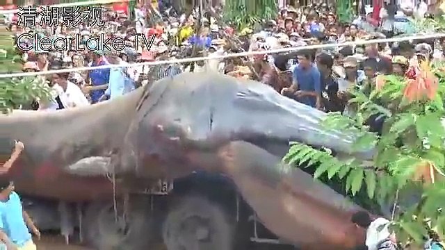 Una strana creatura trovata in Vietnam.