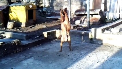 Grappige honden filmpjes