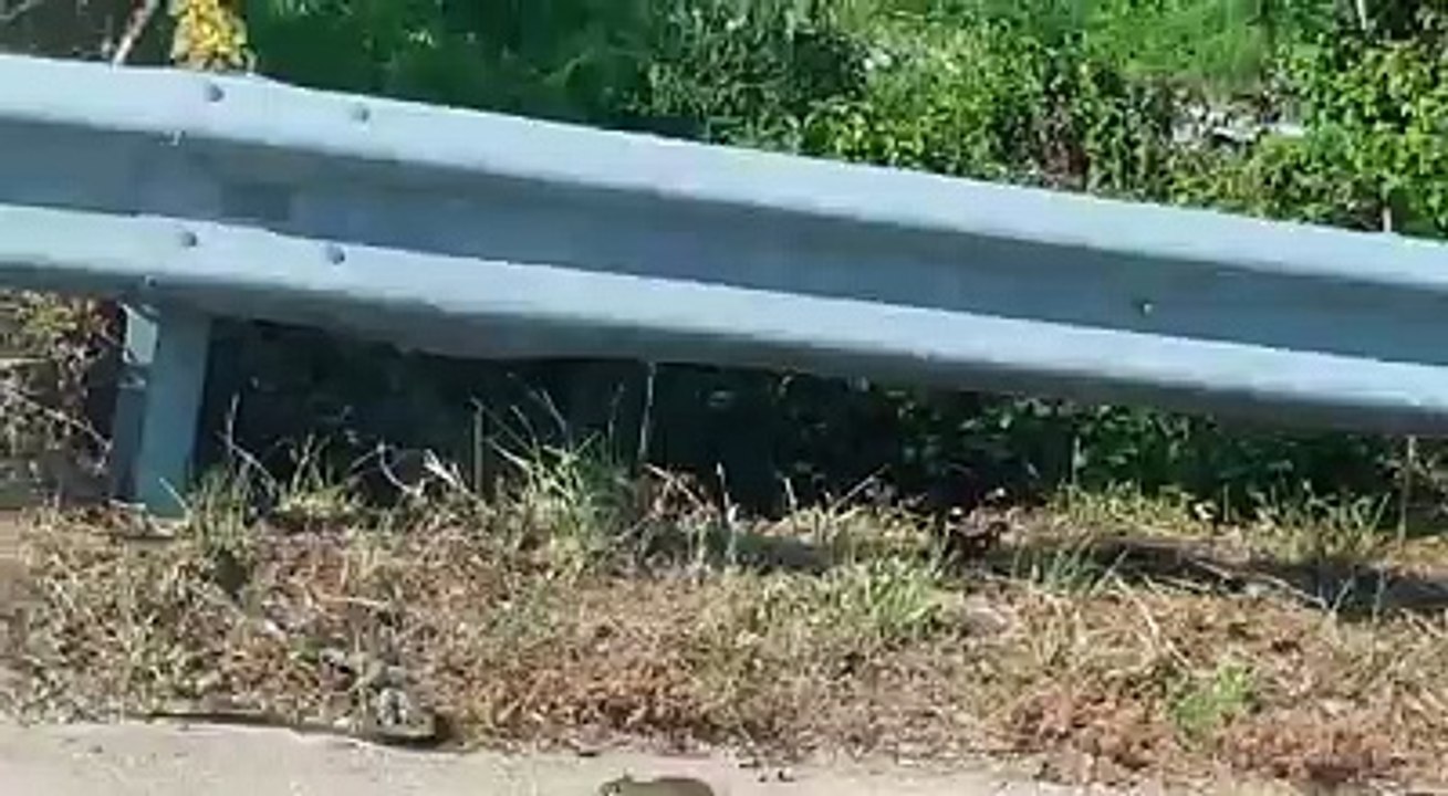 Hrabra štakor mama