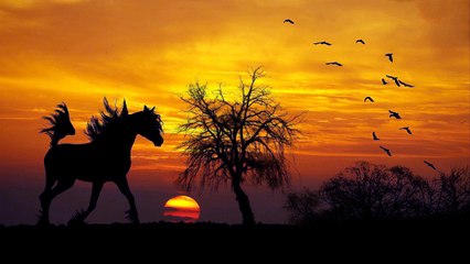 Horse walking, Relaxing sound of horses hooves