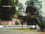 NDTV_ Elephants are abused in the name of temple festivals in Kerala, India 30Jun16
