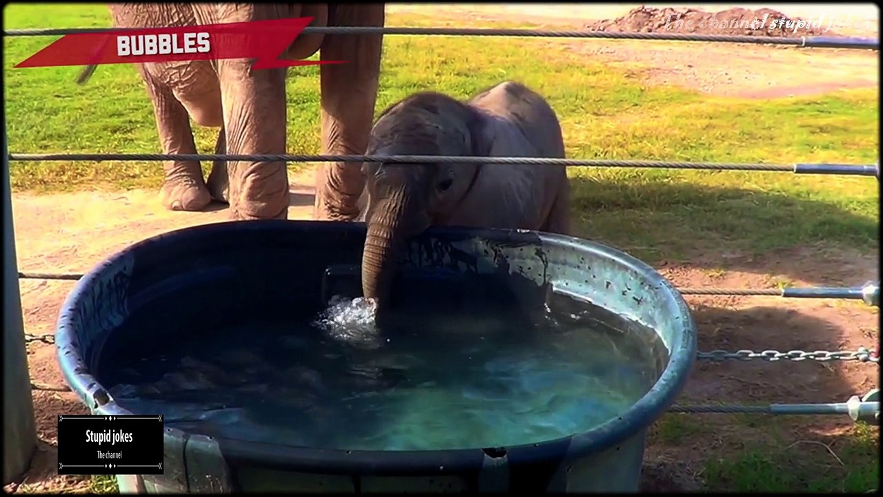 Animals never fail to make us laugh - Super funny animal compilation