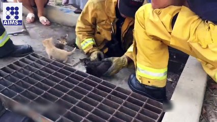 انسان ہو یا جانور ماں ، ماں ہوتی ہے