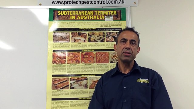 Signs of Termites Damage - Protech Pest Control