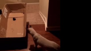 Un chat, une boîte et un laser