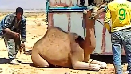 Des hommes chargent un chameau dans un camion