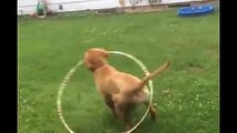 Guardate cosa fa questo cane con l'hula hoop!