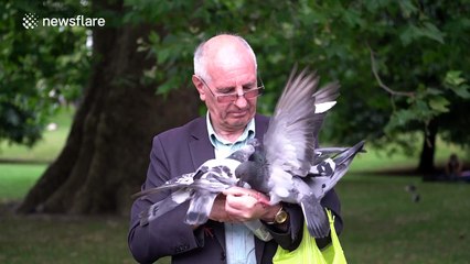 These pigeons really like this man