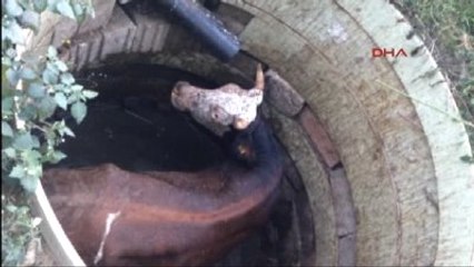 Çukurda Mahsur Kalan İneği İtfaiye Kurtardı