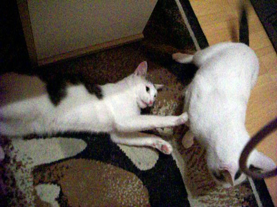 Harvey und Vinzent am 15.08.2016