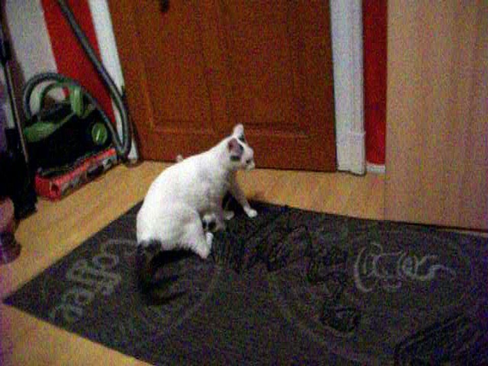 Harvey und Vinzent am 15.08.2016