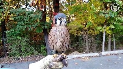 19 Funny Bird Videos || Awesome Compilation