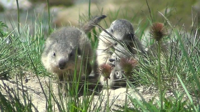 Marmotte et marmottons