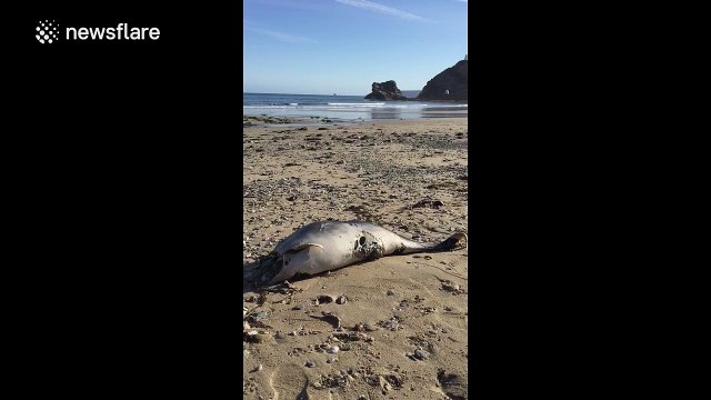 Dead dolphin washed up on UK beach may have been attacked by 'large shark'