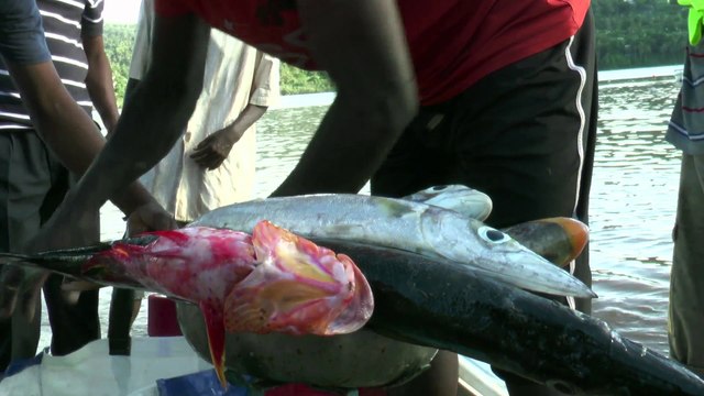 La Minute du Parc naturel marin de Mayotte - Le SIH c'est quoi ?