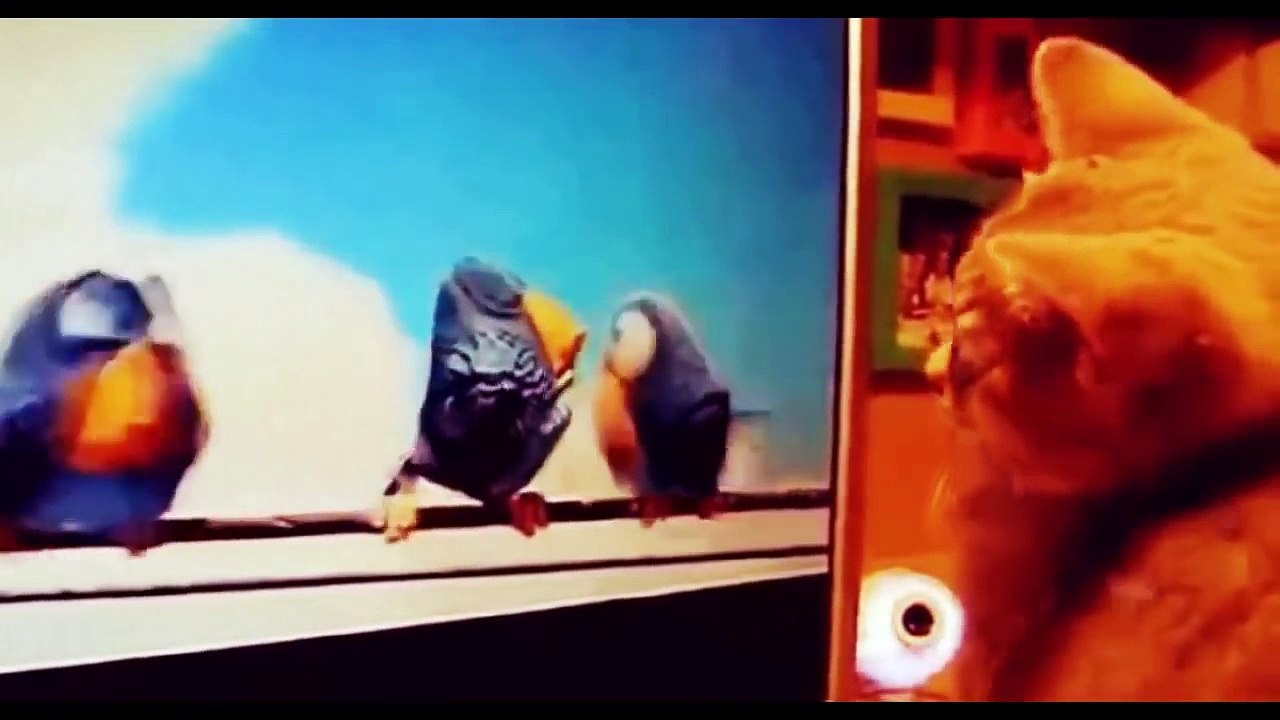 Kitten Compilation 1