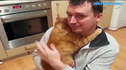 Un gatto davvero innamorato del suo proprietario
