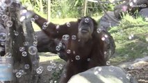 Zoo Shares Video with Orangutans Going Gaga Playing with Bubbles