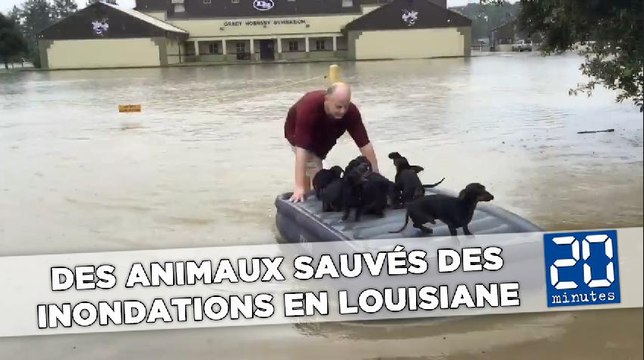 Des animaux sauvés des inondations attendrissent les Américains