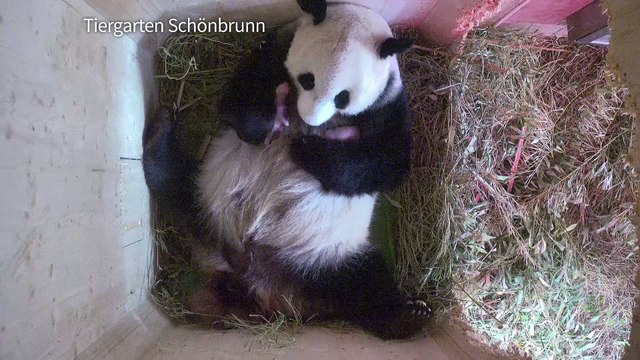 Naissance à Vienne de 2 pandas jumeaux conçus naturellement