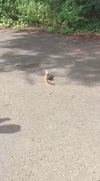 Ils sauvent un écureuil pris au piège la tête dans un gobelet