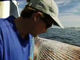 Tiburones disfrutan comiéndose una ballena en estado de putrefacción