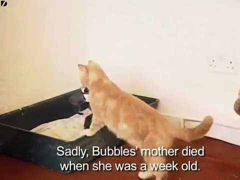 Une maman chat prend par la peau du cou un lapereau orphelin mourant de faim. Ce qu'elle fait pour le sauver...