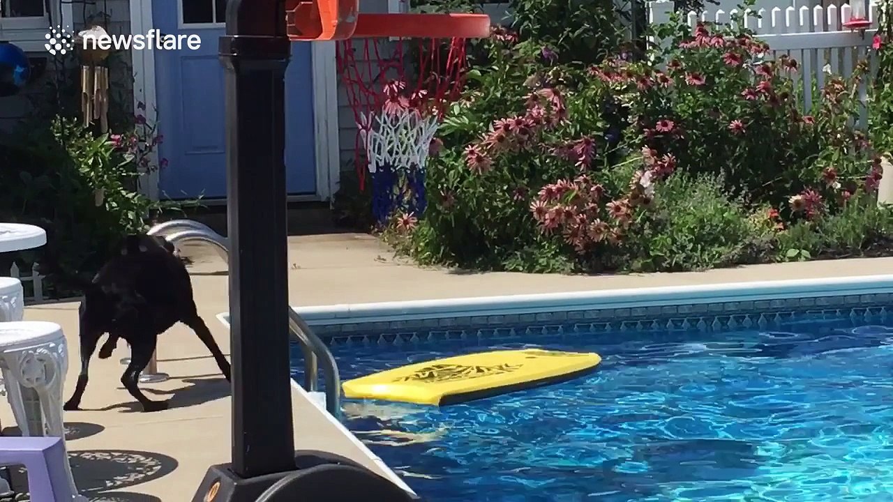 Dog struggles to choose between two bodyboards