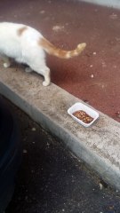 Binny Mimine et Princesse vivent tous trois en bas d'un immeuble dans la rue