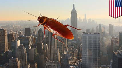 Flying cockroaches swam on New York amid sweltering heat wave
