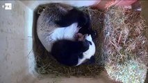 Nacieron gemelos de panda en el zoológico de Viena