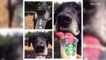 Shelter Takes Dogs for 'Puppucinos' To Help Get Them Adopted