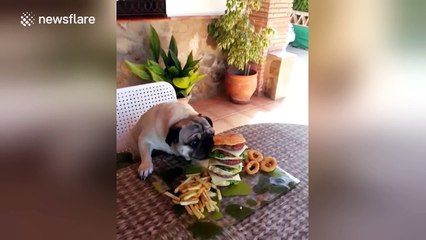 Pug and cat chow down on massive cheeseburger