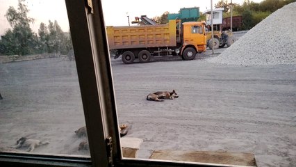 Human Bark Surprises Sleeping Dogs