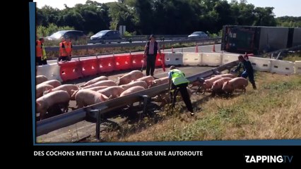 Des cochons mettent la pagaille sur l’Autoroute A10 après s’être échappés d’un camion (Vidéo)