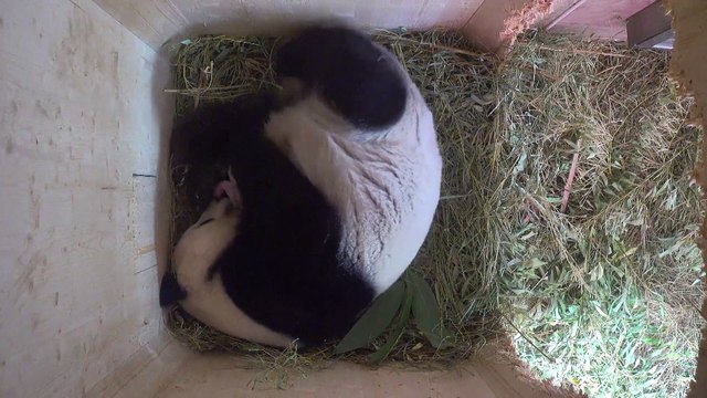 Naissance de jumeaux pandas conçus naturellement à Vienne