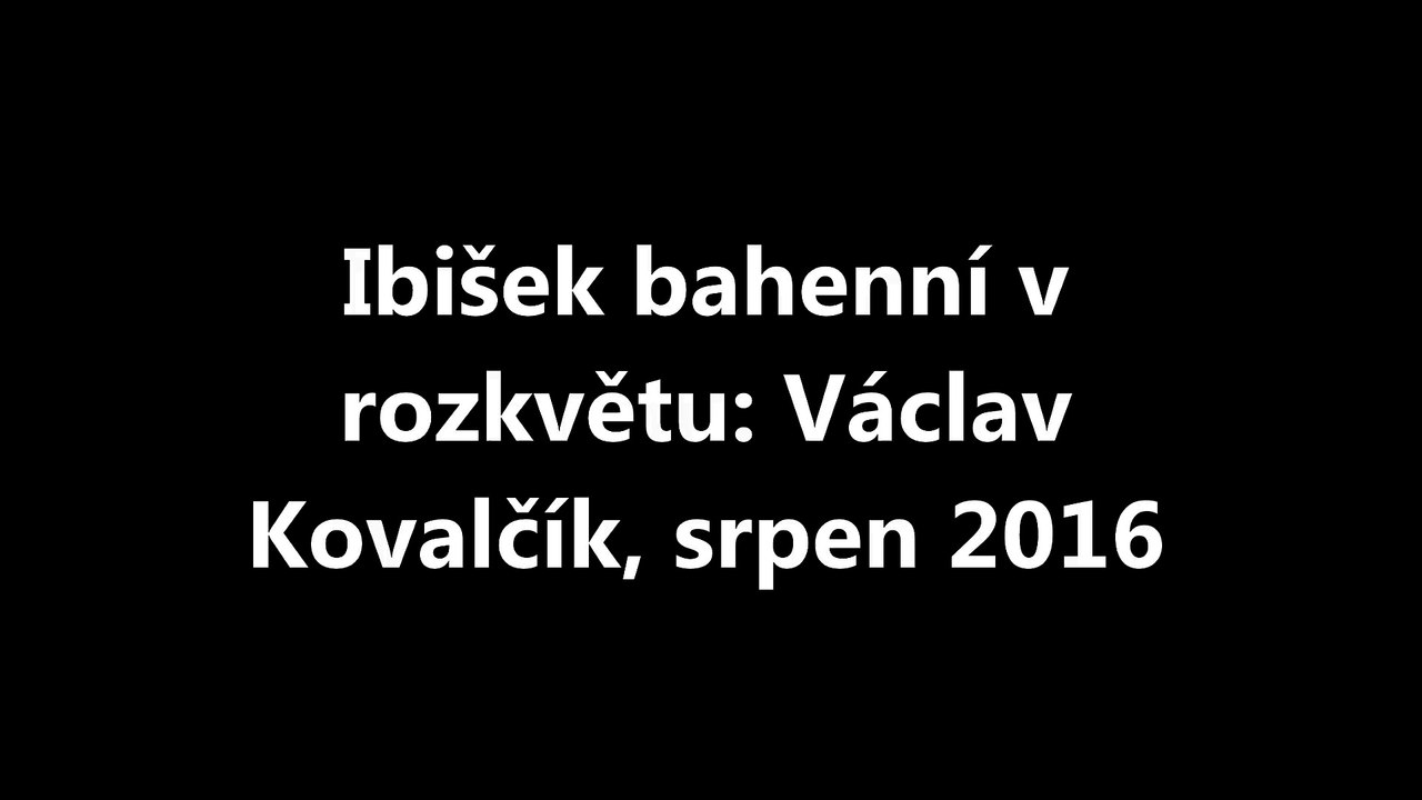 Ibišek bahenní v rozkvětu: Václav Kovalčík, srpen 2016