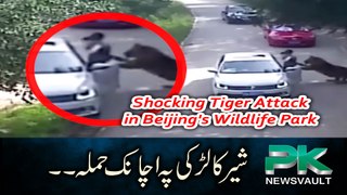 Shocking Tiger Attack in Beijing's Wildlife Park - Clear Footage