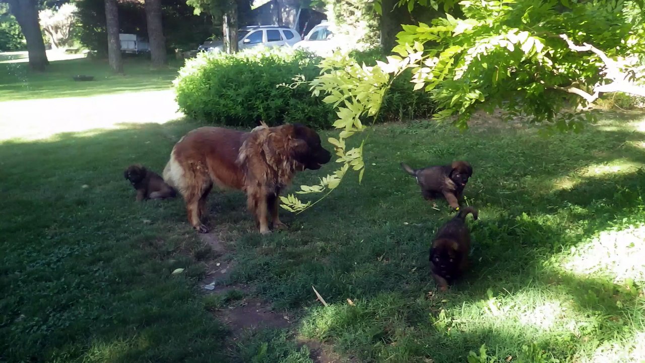 Bébés léos 2016 à 2 mois