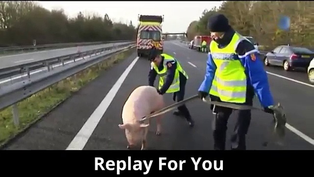 VIDEO / 200 cochons en liberté sur l'A10