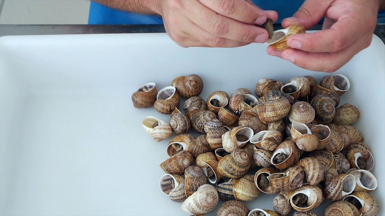 De la Robine sur Galabre au Martinez, les escargots des Alpes s'exportent