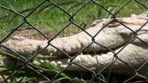 Comienza la caza de caimanes en EE.UU. con alarma por recientes ataques