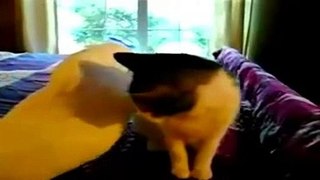 Parrot Doing Fun With Cat