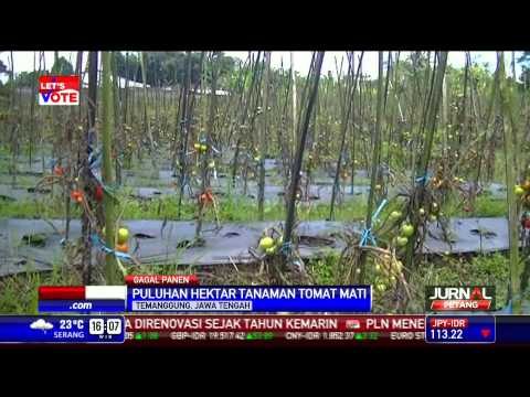 Petani Tomat Temanggung Alami Gagal Panen