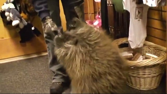 Неведома зверушка хочет на ручки. Смешные приколы дикобразы