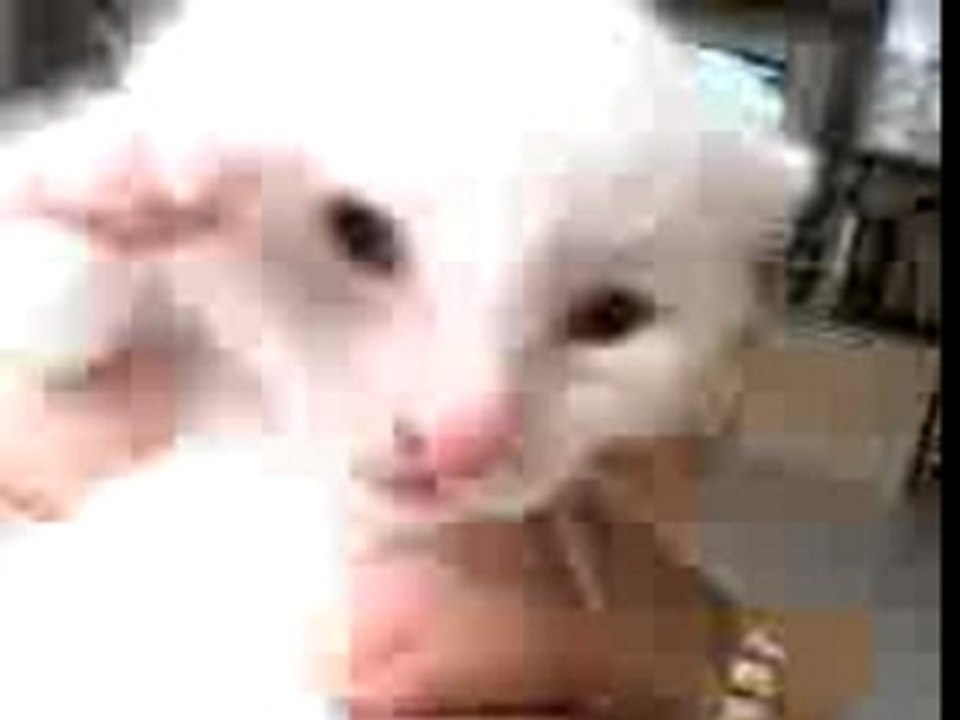 PETIT MINOU