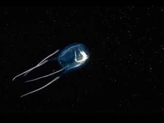 Meduse 2016, istruzioni per l'uso a Estate di Focus