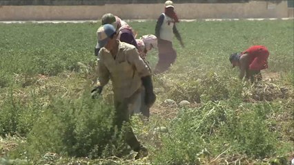 مطالب بتشديد قبضة الحكومة ضد عمالة الأطفال بالأردن