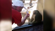 Baboon Is Amazed By Man s Magic Trick !